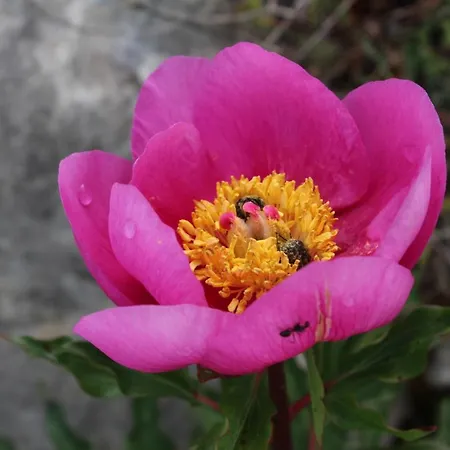 Rito Hall Da Serra 4*